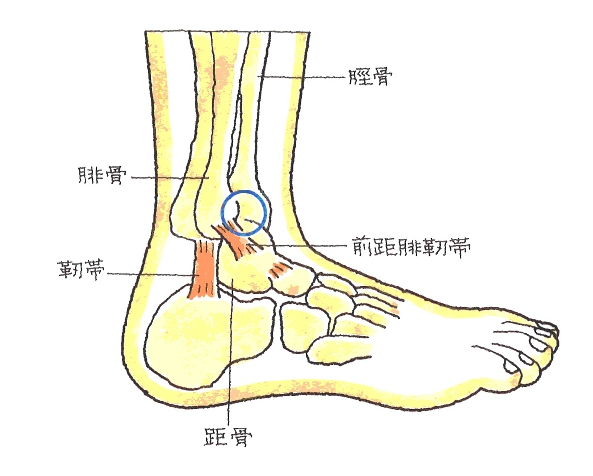 自粛中の自由研究 アキレス腱が短いのはどうにもならないのか 大人から始めるバレエライフ