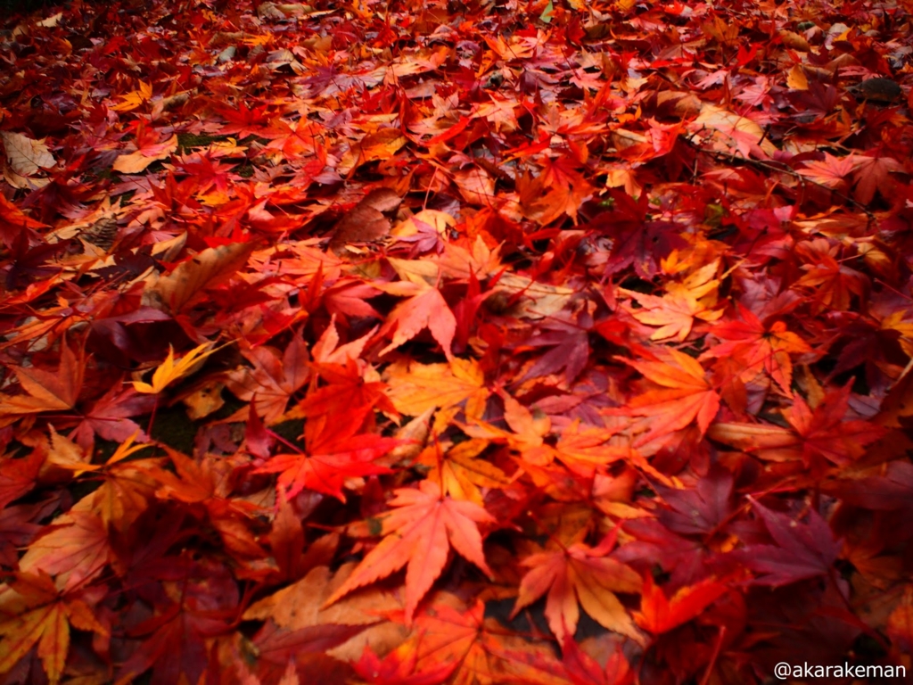 f:id:akarakeman:20150917230140j:plain f:id:akarakeman:20150917230140j:plain