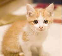 f:id:akari-hobby:20180227135657p:plain