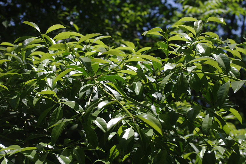 f:id:akari-hobby:20180604074902p:plain