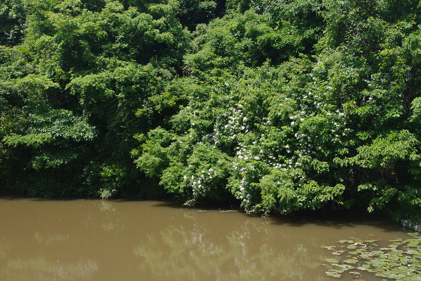 f:id:akari-hobby:20180604075635p:plain