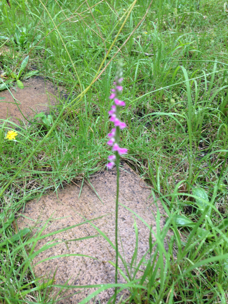 f:id:akari-hobby:20180707225656p:plain