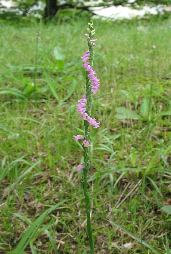 f:id:akari-hobby:20180707230128p:plain