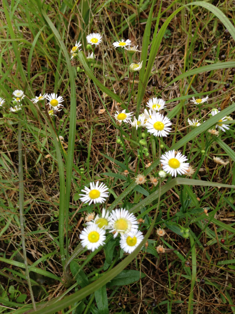 f:id:akari-hobby:20180707231828p:plain