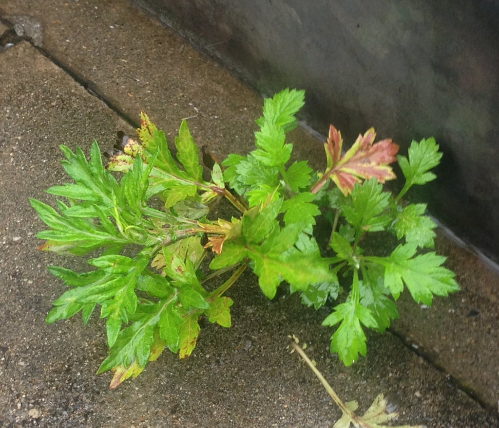 f:id:akari-hobby:20180707233700p:plain