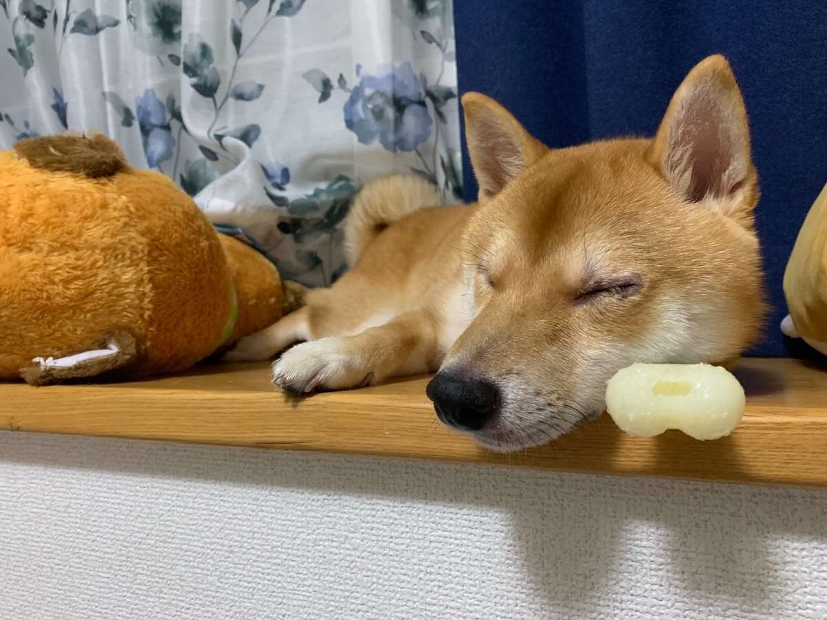 四方漱一の豆柴の寝顔