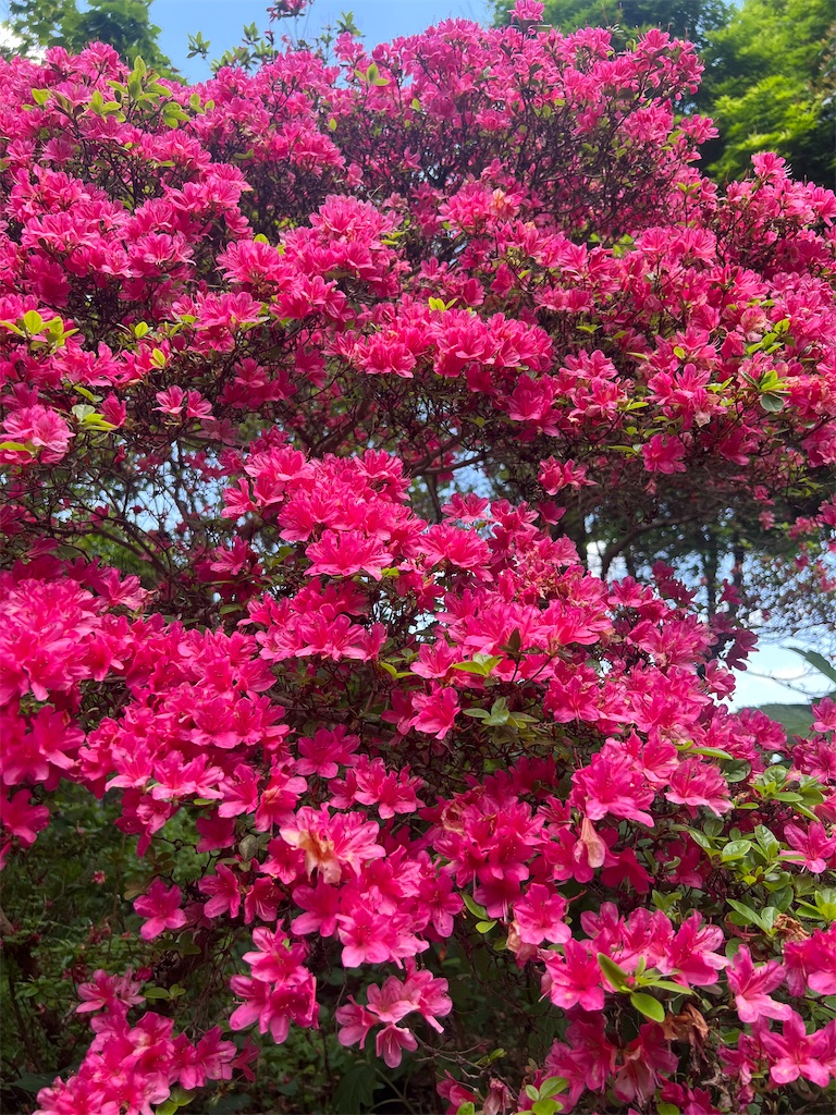 f:id:akariakaza:20250512022420j:image