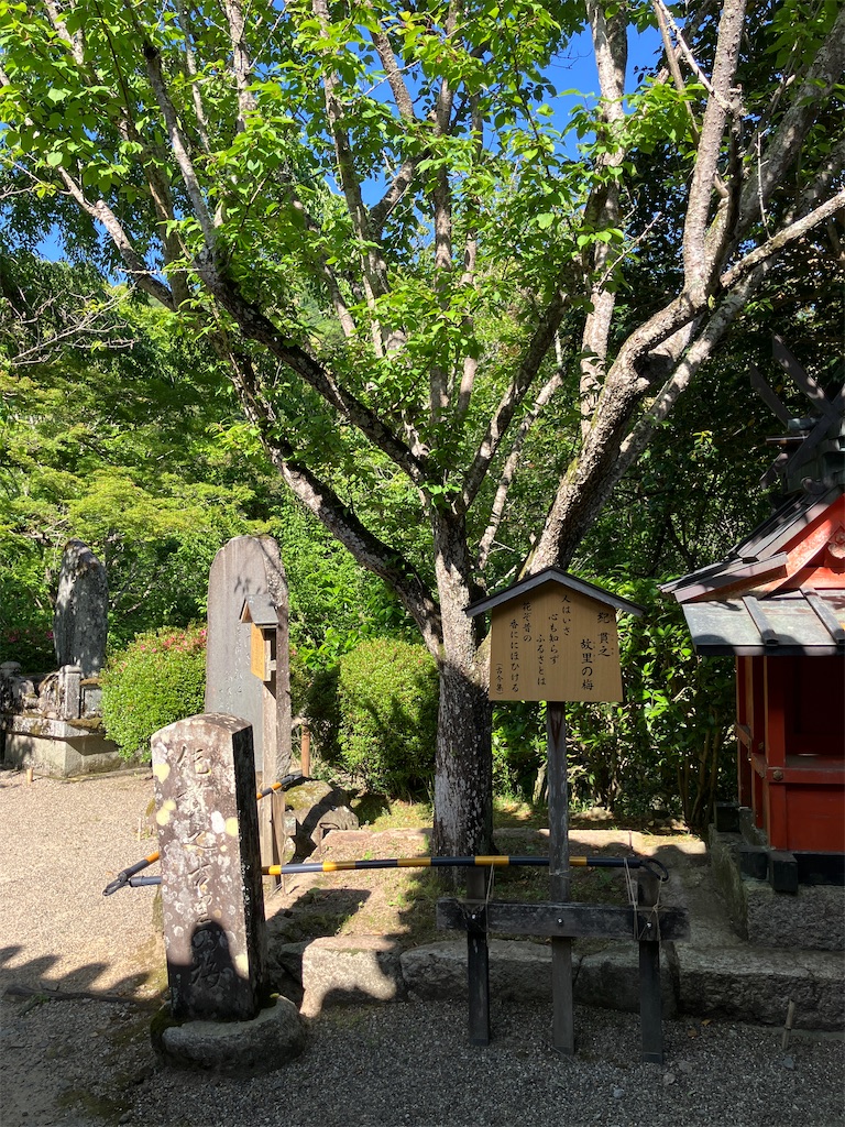 f:id:akariakaza:20260523234830j:image