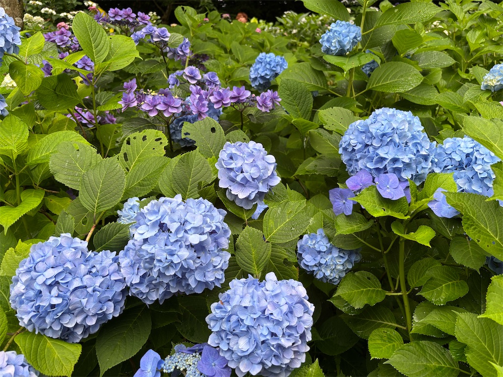 f:id:akariakaza:20260617185612j:image