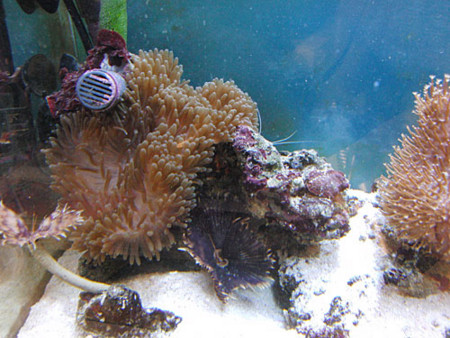f:id:akaricenter:20091210210643j:image f:id:akaricenter:20091210210643j:image