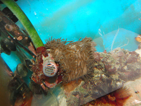 f:id:akaricenter:20091211164928j:image f:id:akaricenter:20091211164928j:image