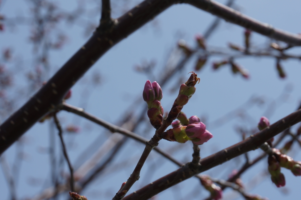 f:id:akarin-gogo775:20180502125344j:plain