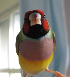 f:id:akarineko:20220117133050j:plain