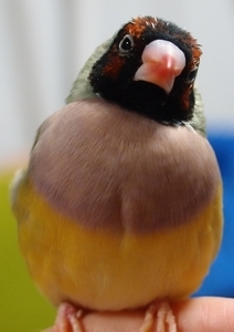 f:id:akarineko:20220206153155j:plain