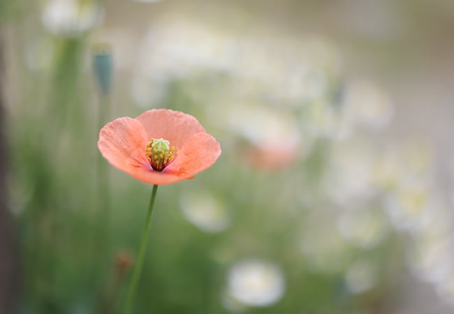 野の花