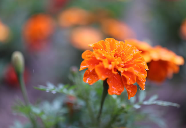 野の花