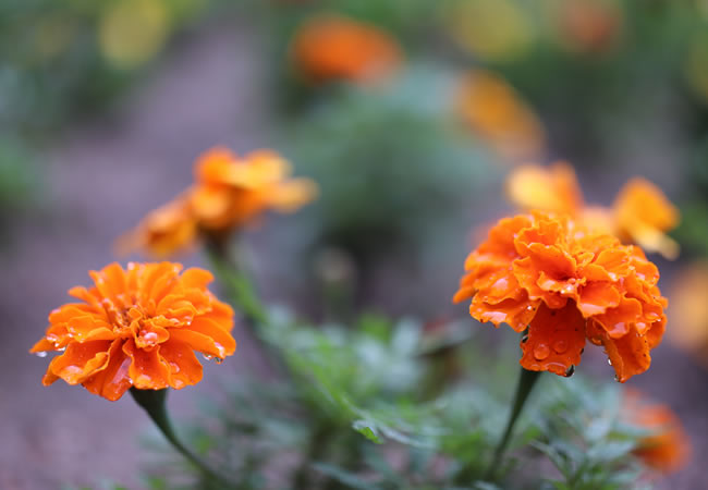 花