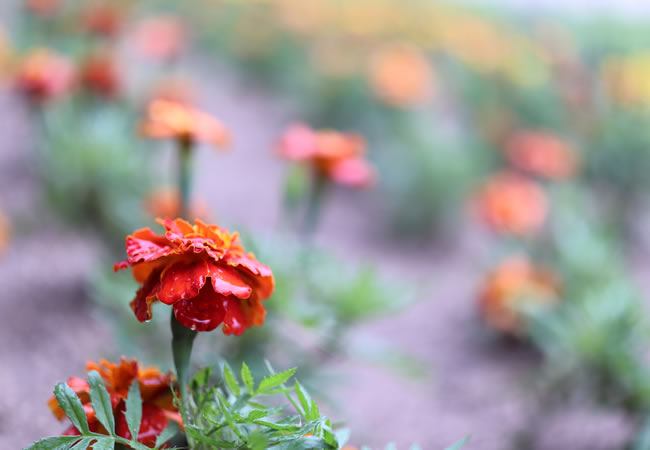 野の花