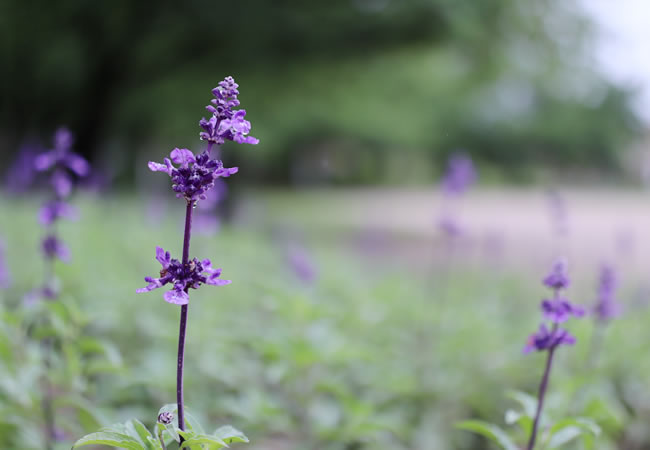 野の花