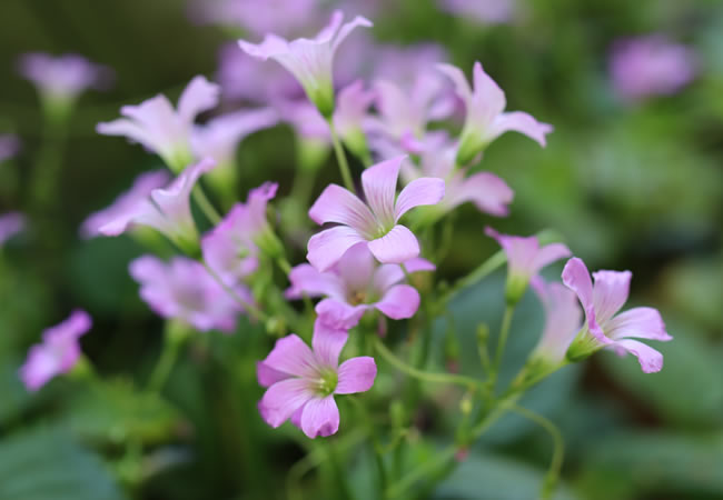 野の花