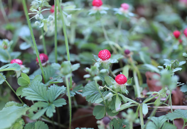 野の花