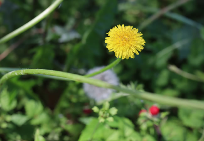 野の花