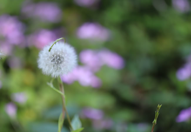 野の花