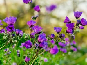紫色の小さな花