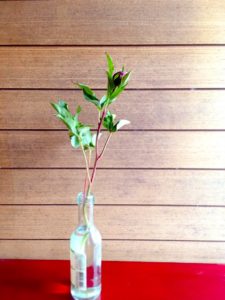 買ったきたお花【1日目】