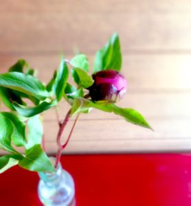 買ってきたお花のつぼみ２日目