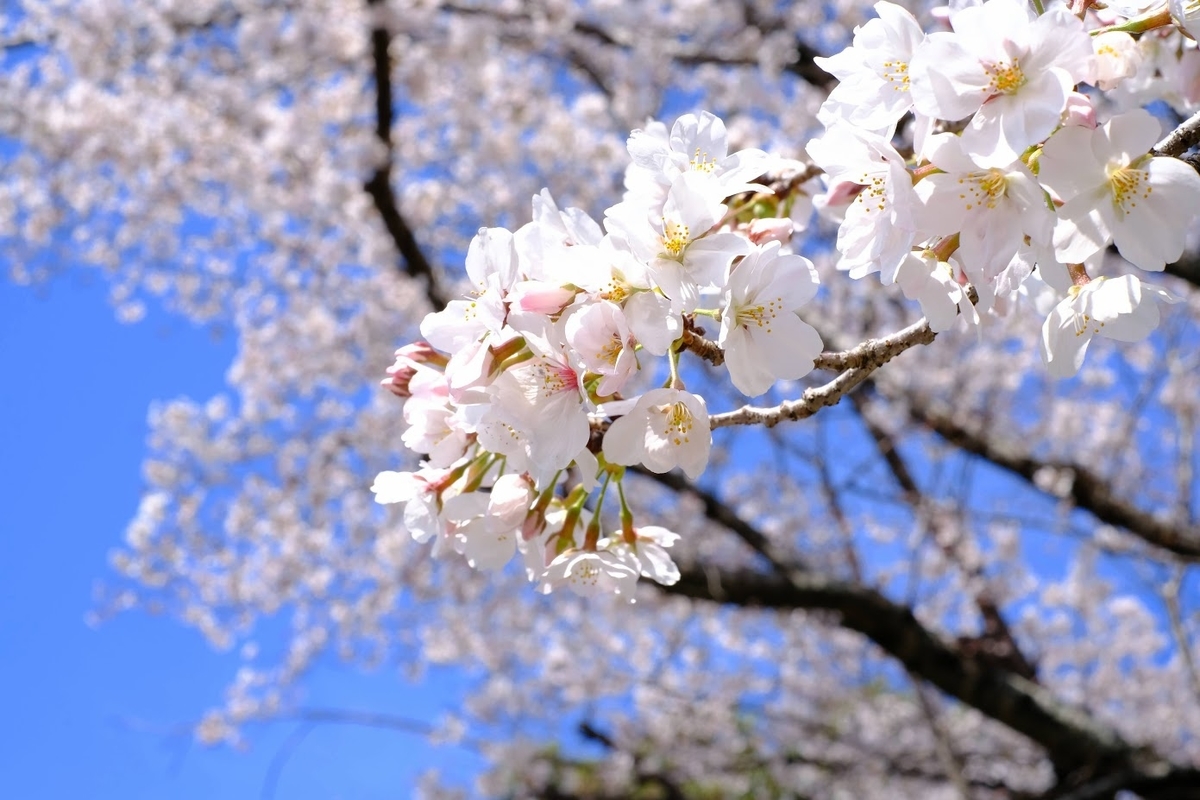 f:id:akasakaki:20210325225202j:plain