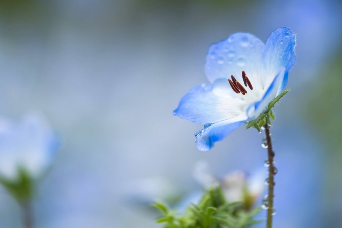 今回のベストショットです。水滴の中に反転して映るネモフィラが可愛い
