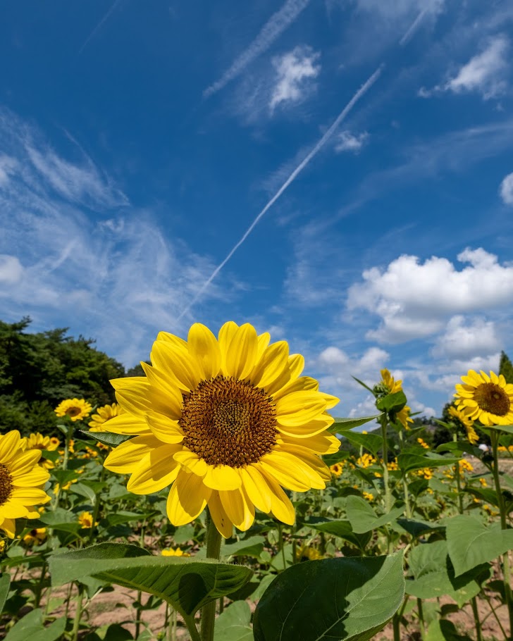 作品例：XF10-24mm F4 R OIS WR - a.k.a.Sakaki