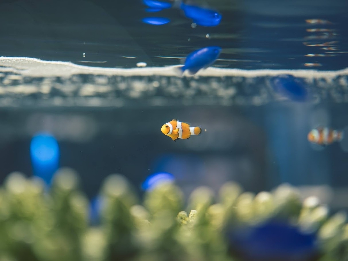 作品例：XF33mm F1.4 R LM WR - a.k.a.Sakaki