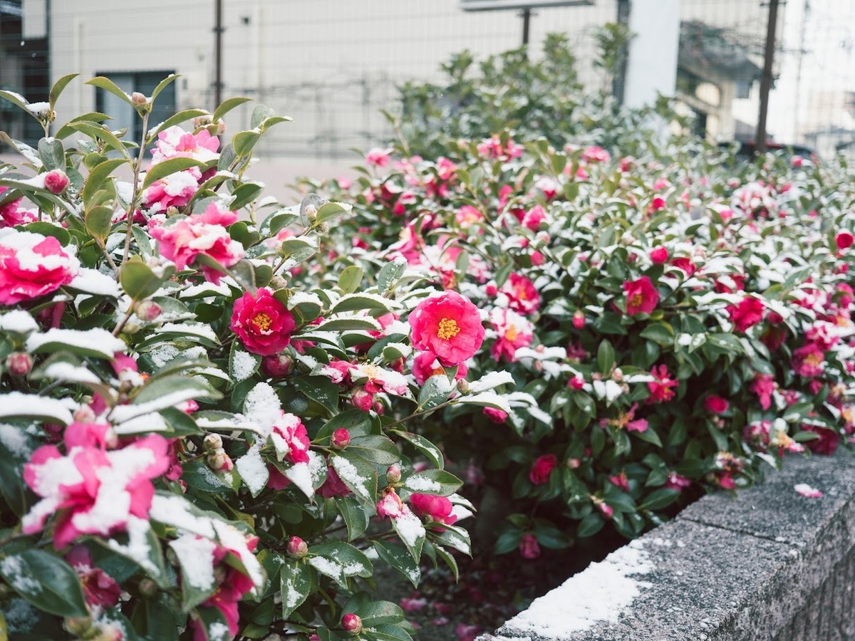 作品例：23mm F2.8 R WR with X-Pro3 - a.k.a.Sakaki
