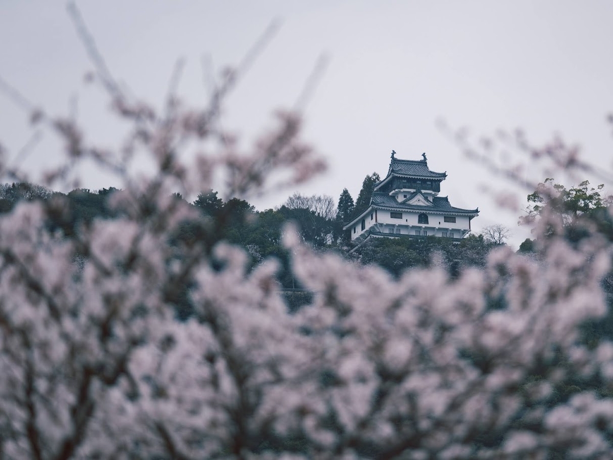 お花見 お花見：2026年 - a.k.a.Sakaki