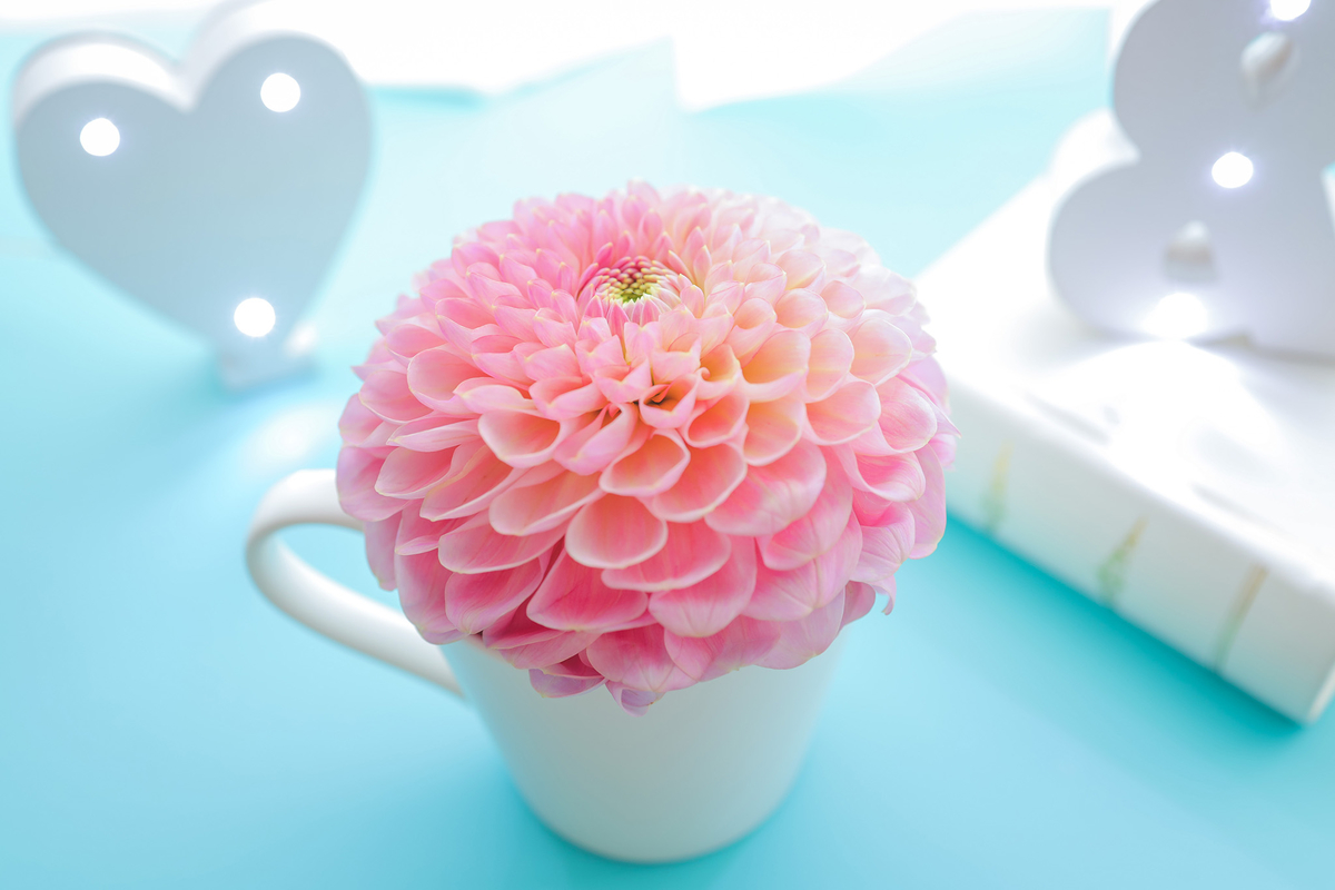 f:id:akashi_keirin:20210303092228j:plain