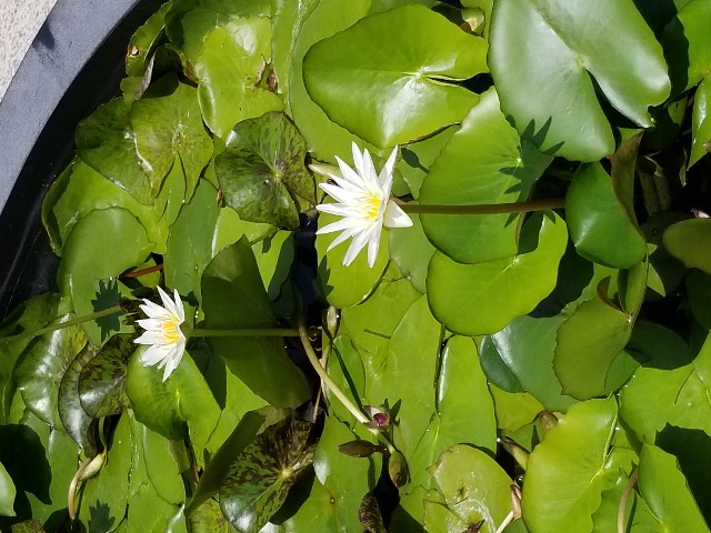 f:id:akashiaya:20180721121009j:image