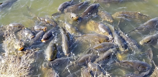 f:id:akashiaya:20181117220802j:image