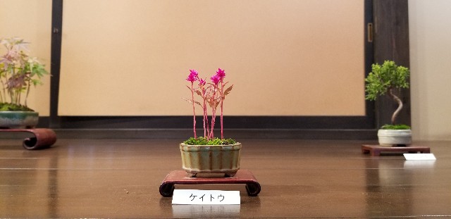 f:id:akashiaya:20181117221127j:image