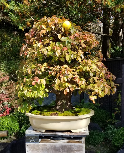 f:id:akashiaya:20181117222144j:image