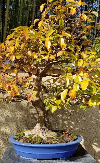 f:id:akashiaya:20181117223032j:image