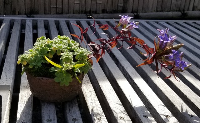 f:id:akashiaya:20181117223336j:image