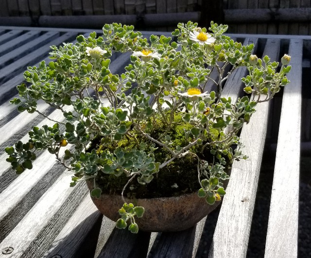 f:id:akashiaya:20181117223345j:image