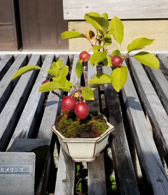 f:id:akashiaya:20181117223407j:image