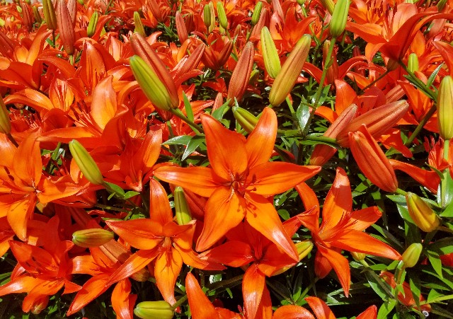 f:id:akashiaya:20190704225102j:image