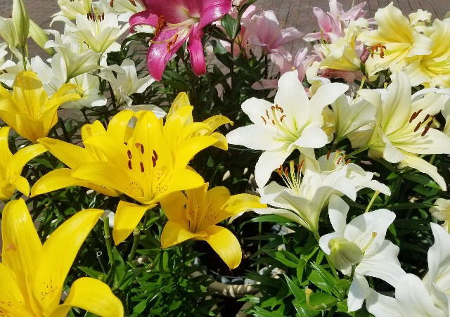 f:id:akashiaya:20190704225112j:image