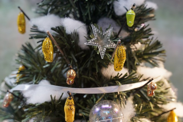 f:id:akashiaya:20191216202909j:image