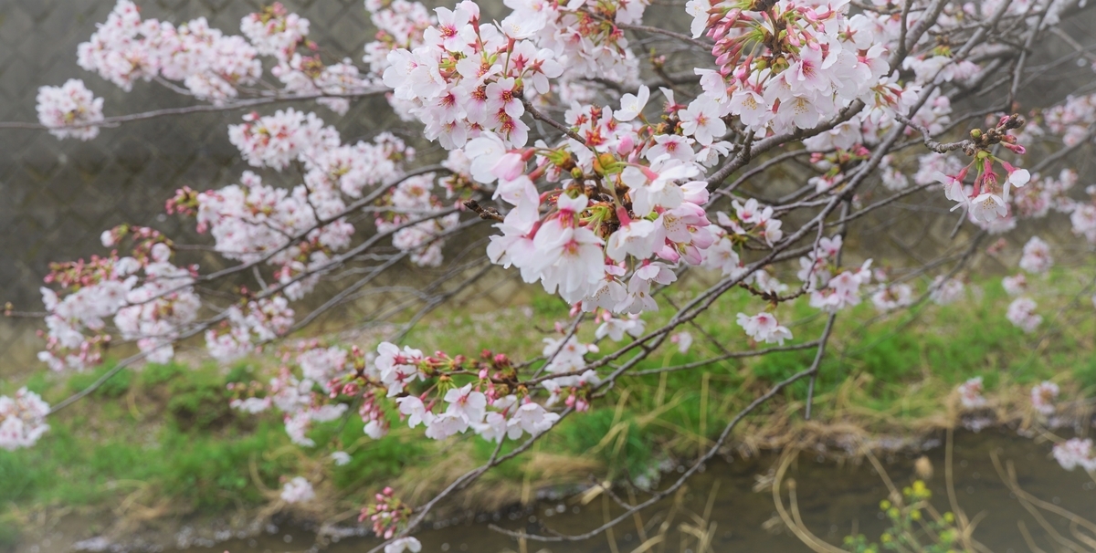 f:id:akashiaya:20200401222624j:plain f:id:akashiaya:20200401222624j:plain