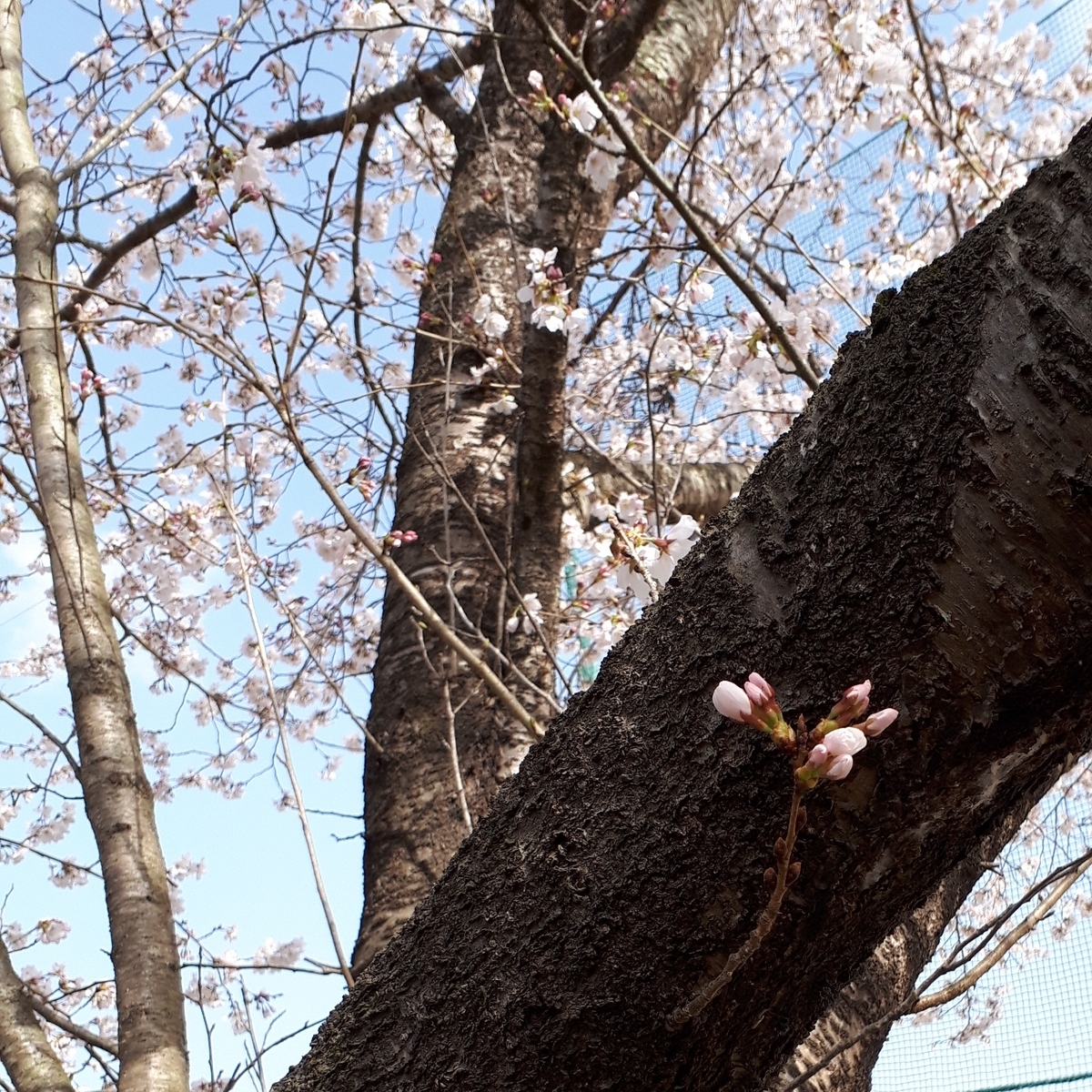 f:id:akasianoki:20210401193048j:plain